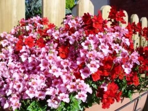 Oдним из ярких однолетних растений по праву считается прекрасная немезия. 04