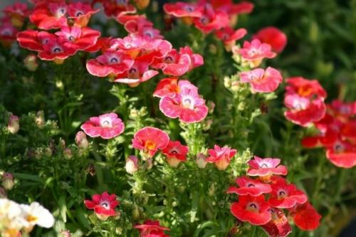 Oдним из ярких однолетних растений по праву считается прекрасная немезия. 06