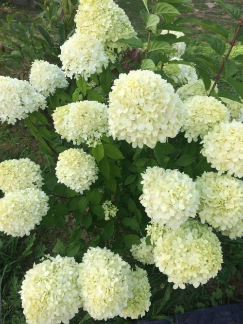 Начинающие садоводы спрашивают, чем отличаются древовидные гортензии от метельчатых? 01