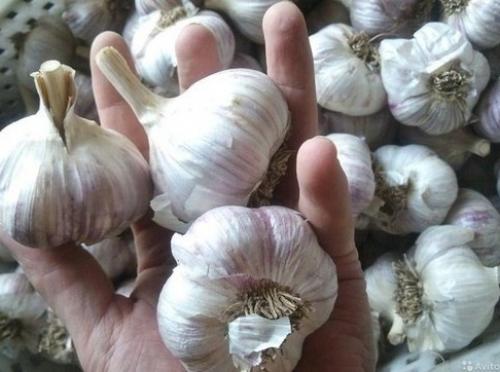 Как я наконец - то научилась выращивать хороший чеснок. 01 Как я наконец - то научилась выращивать хороший чеснок. 01