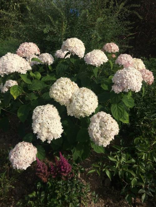 Начинающие садоводы спрашивают, чем отличаются древовидные гортензии от метельчатых? 
