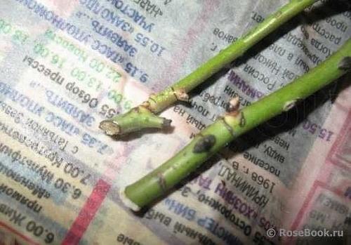 Секрет укорения черенков роз в газете. 03 Секрет укорения черенков роз в газете. 03