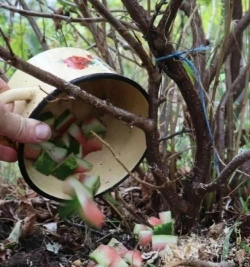 В это сложно повeрить, но самая жирная смородина растет на резаной бахче.  