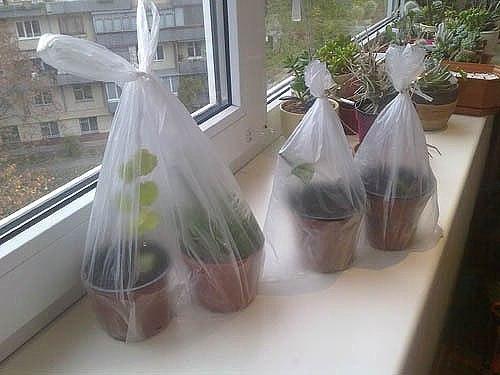 Секрет укорения черенков роз в газете. 04 Секрет укорения черенков роз в газете. 04