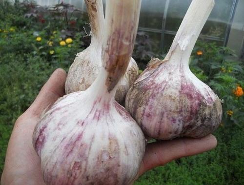 Как я наконец - то научилась выращивать хороший чеснок. 02 Как я наконец - то научилась выращивать хороший чеснок. 02