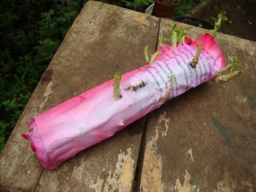 Секрет укорения черенков роз в газете. 02 Секрет укорения черенков роз в газете. 02