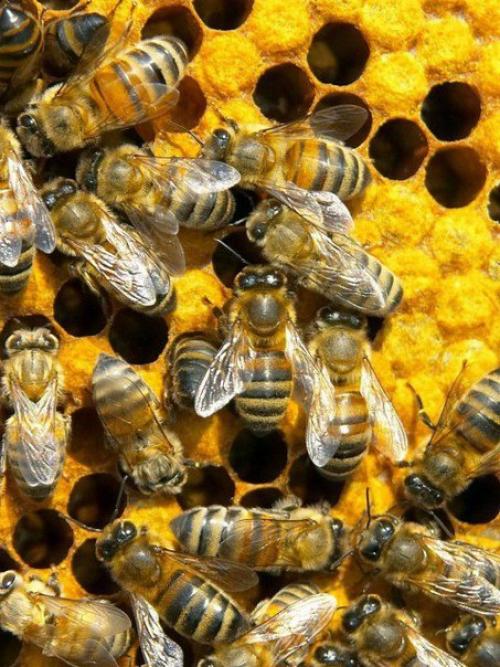 Оп - 3 натуральных антибактериальных средств. 02 Оп - 3 натуральных антибактериальных средств. 02