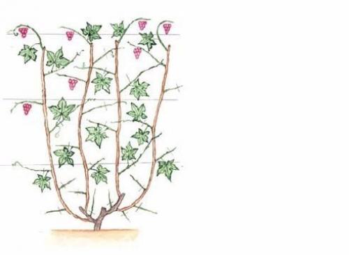 Выращивание винограда на беседке. 01