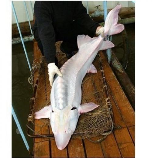 Самая дорогая икра в мире - вовсе не черная. 01