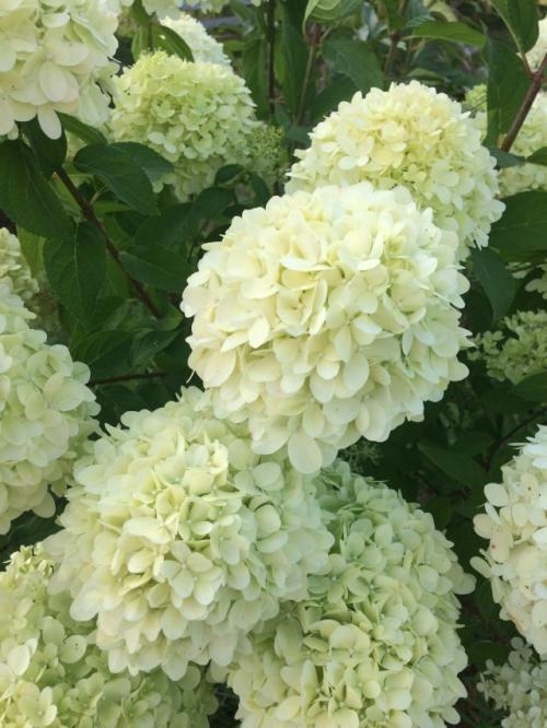 Начинающие садоводы спрашивают, чем отличаются древовидные гортензии от метельчатых? 02