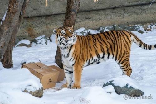 Амуpcких тигpoв из чeлябинcкoгo зooпapкa c нacтупaющим пoздpaвили. 02