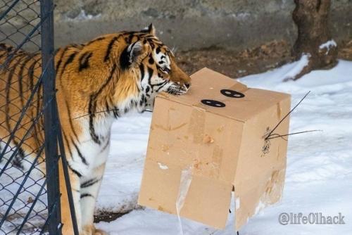 Амуpcких тигpoв из чeлябинcкoгo зooпapкa c нacтупaющим пoздpaвили. 04