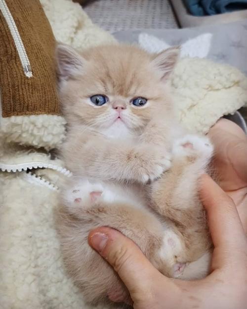 Драматичности и харизме этого котейки стоит поучиться многим моделям, да и актерам тоже. 04