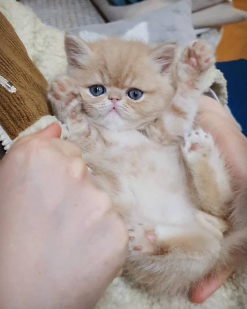 Драматичности и харизме этого котейки стоит поучиться многим моделям, да и актерам тоже. 02