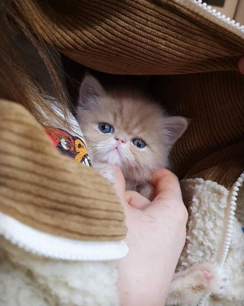 Драматичности и харизме этого котейки стоит поучиться многим моделям, да и актерам тоже. 03