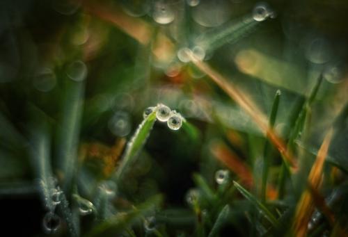 Холодная роса январской травы. 01