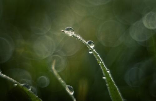 Холодная роса январской травы. 08