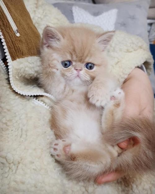 Драматичности и харизме этого котейки стоит поучиться многим моделям, да и актерам тоже. 01