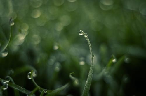 Холодная роса январской травы. 03