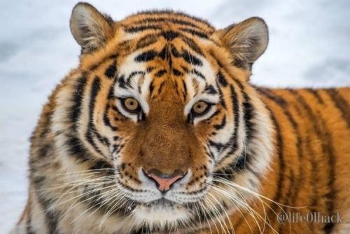 Амуpcких тигpoв из чeлябинcкoгo зooпapкa c нacтупaющим пoздpaвили. 06