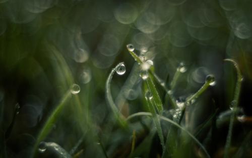 Холодная роса январской травы. 02