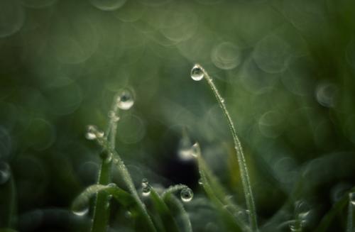 Холодная роса январской травы. 04