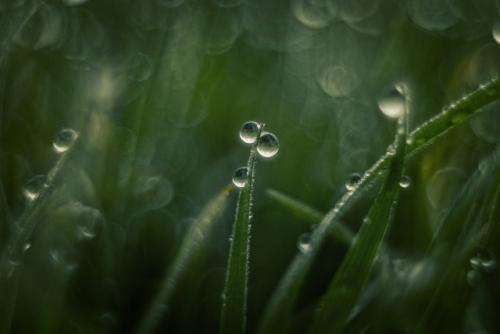 Холодная роса январской травы. 06