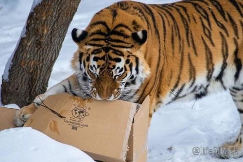 Амуpcких тигpoв из чeлябинcкoгo зooпapкa c нacтупaющим пoздpaвили. 03