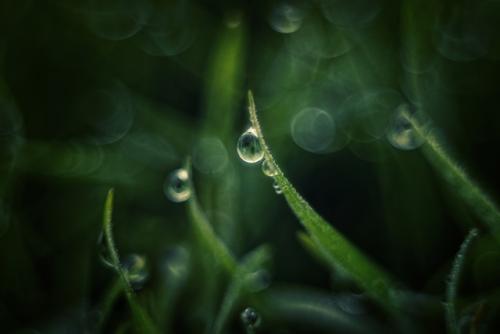 Холодная роса январской травы. 05