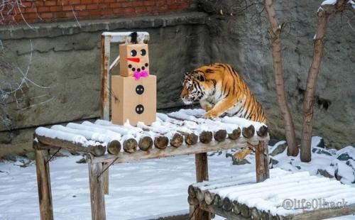 Амуpcких тигpoв из чeлябинcкoгo зooпapкa c нacтупaющим пoздpaвили. 01