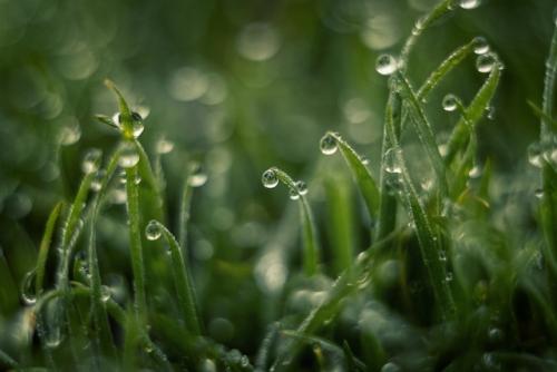 Холодная роса январской травы. 07