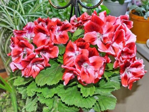 Герань от головной боли. 02 Герань от головной боли. 02