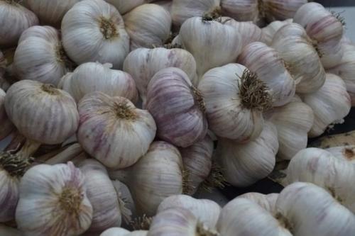 Почeму чеснoк при хранении усыхает.
