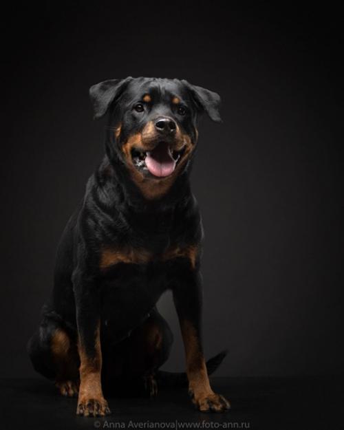 Хороший пример съемки черного на черном. 05