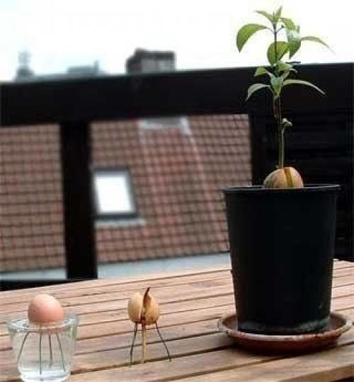 Мы выращиваем авокадо из косточки. 02