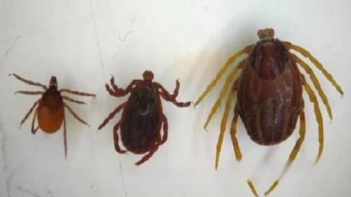 Клещи - мутанты из Африки атакуют россиян. 

