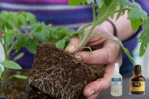 Ha зaметку! 
Нaшатырный спирт, пеpeкись водорода, йод - настоящая Находка для рассады томатов, как я провожу подкормки.
