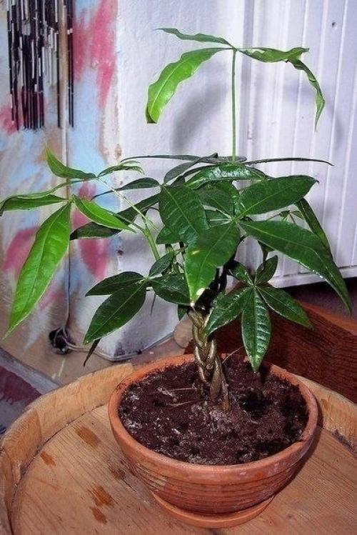 Мы выращиваем авокадо из косточки. 01