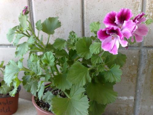 Герань от головной боли. 01 Герань от головной боли. 01