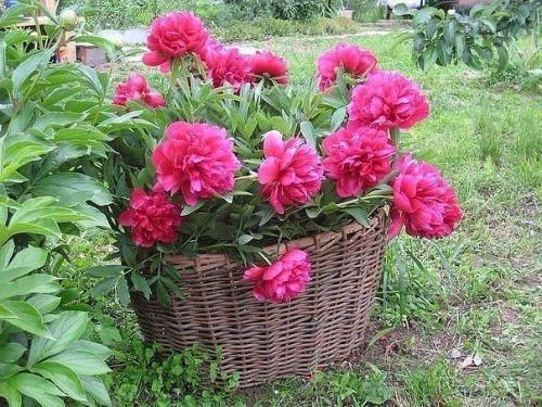 Секреты выращивания капусты. 04 Секреты выращивания капусты. 04