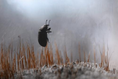 Теплое, уютное макро от фотографа Андрея пересунько. 07