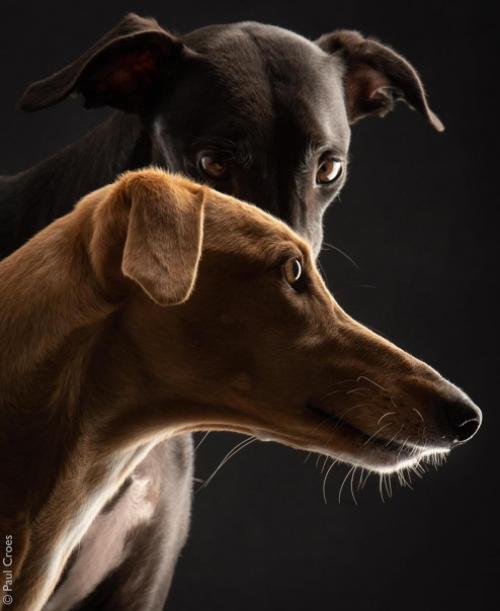 Фотографы - анималисты пол кроес и Инге нелис действительно умеют снимать классные собачьи портреты. 05