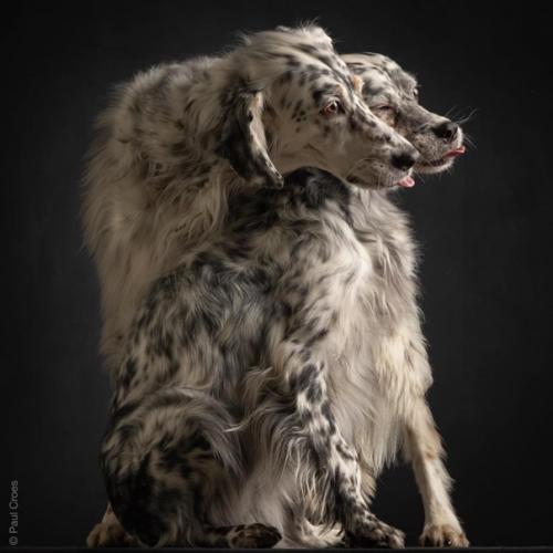 Фотографы - анималисты пол кроес и Инге нелис действительно умеют снимать классные собачьи портреты. 07