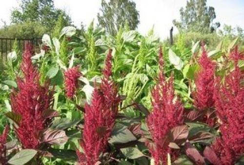 13 полезных растений на вашем участке. 01 13 полезных растений на вашем участке. 01