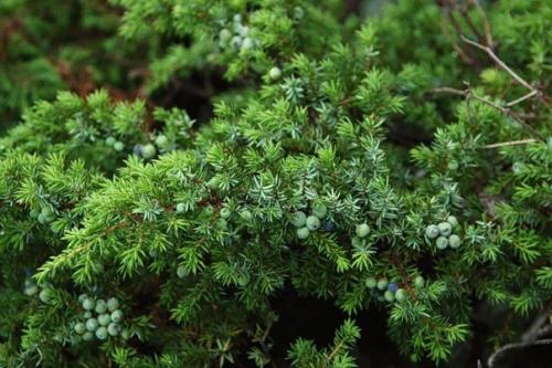 13 полезных растений на вашем участке. 03 13 полезных растений на вашем участке. 03