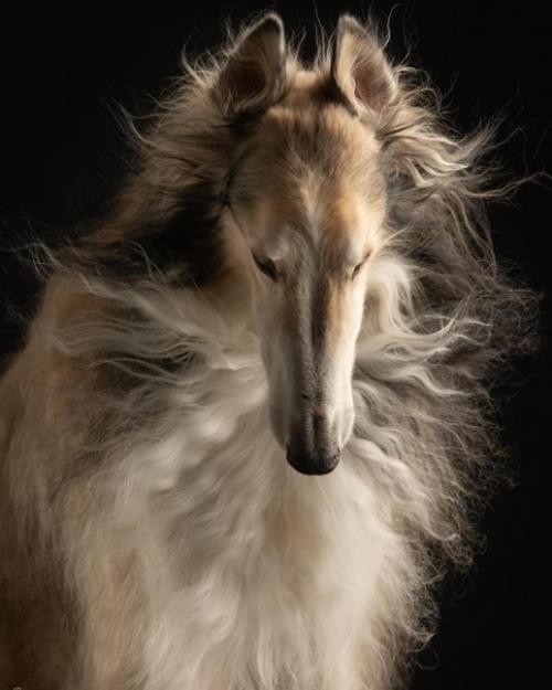 Фотографы - анималисты пол кроес и Инге нелис действительно умеют снимать классные собачьи портреты. 09