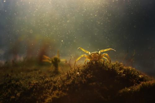 Теплое, уютное макро от фотографа Андрея пересунько. 06