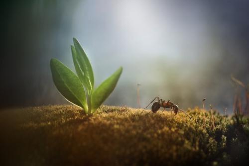 Теплое, уютное макро от фотографа Андрея пересунько. 02