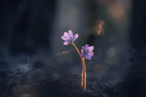 Робкие весенние приветы. 03