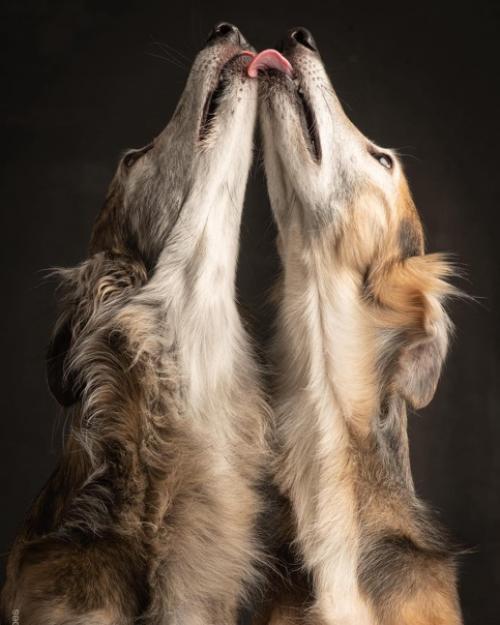 Фотографы - анималисты пол кроес и Инге нелис действительно умеют снимать классные собачьи портреты. 02